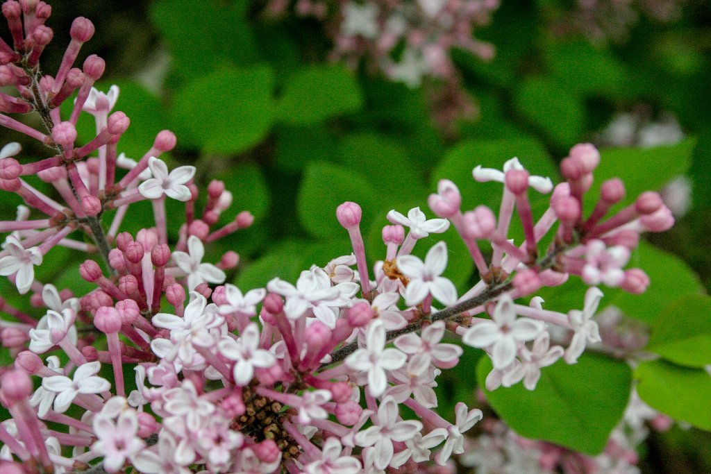 Turning motion white and pink